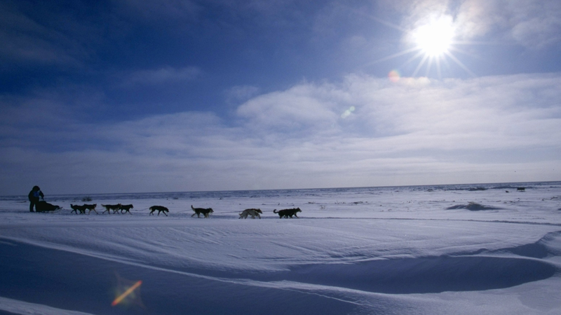 Illustration for article titled How Technology and Climate Change Are Transforming America's Wildest Dog Sled Race